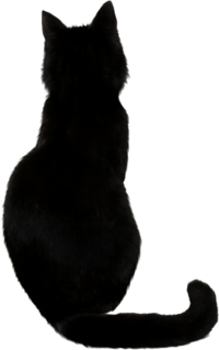 PNG Free Download Black Cat PNG images