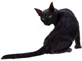Black Cat Png Clipart Download PNG images