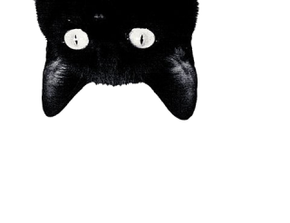 Download Black Cat Free PNG PNG images