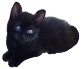 Cat Icon png download - 800*600 - Free Transparent Cat png