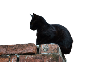 Download Free High-quality Black Cat Png Transparent Images PNG images