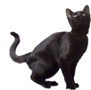 Black Cat Image PNG Transparent PNG images