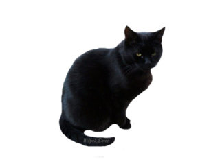 Black Cat Transparent PNG PNG images