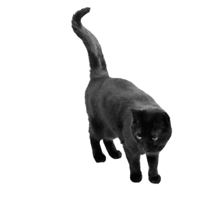 Download Free High-quality Black Cat Png Transparent Images PNG images