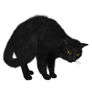 PNG Black Cat Picture PNG images