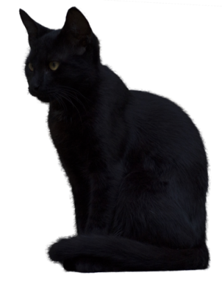 Transparent Black Cat PNG PNG images