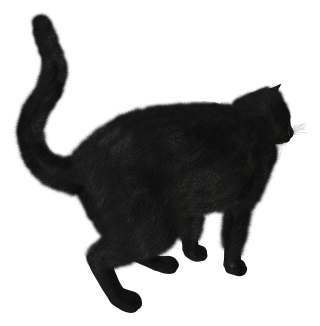 Download Black Cat Picture PNG images