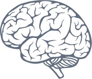 Brain .ico PNG images