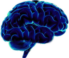Brain Png PNG images