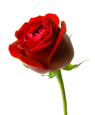 Download Mawar Merah Clipart PNG images