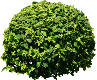 Bush Tree Png Tree Png PNG images