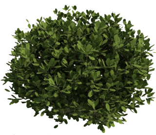 Bushes PNG PNG images