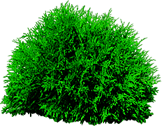 Bushes Tree PNG PNG images