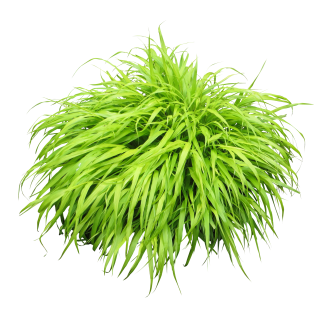 Grassy Bush Png PNG images