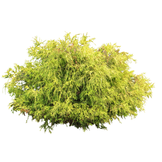 Juniper Bush Png PNG images