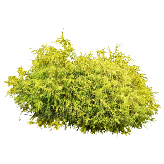 Lumpy Juniper Bush Png PNG images