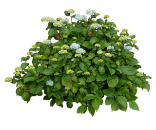 Shrub, Bushes PNG PNG images