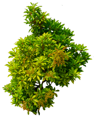 Shrub Bushes Png PNG images