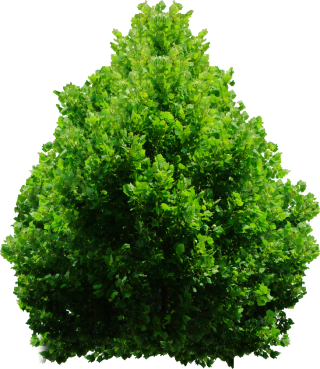 Shrub Png Plan Tree Png PNG images