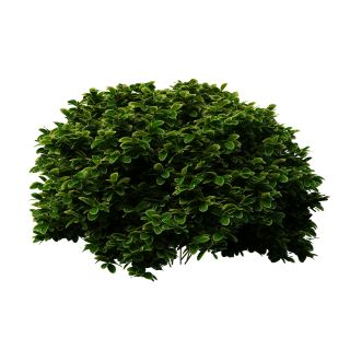 Bush PNG, Bush Transparent Background - FreeIconsPNG