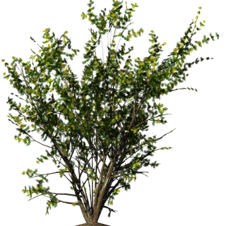 Shrubs Png Christmas Flowers, Acacia Bush PNG images