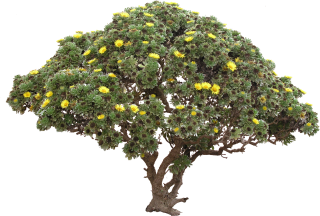 Tree Bush Png PNG images