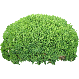 Tree Bush Png Quality Bush PNG images