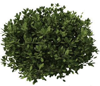 Tree Bushes Plants Png PNG images