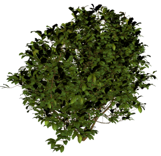 Tree Bushes Plants Png PNG images