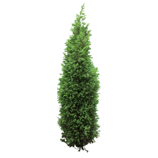  Tree Bush Png PNG images