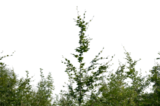 Bushes PNG, Bushes Transparent Background - FreeIconsPNG