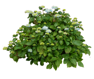 flower shrub png