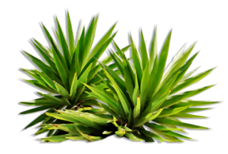 Download Bushes Clipart Png PNG images