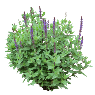 Bush Png Purple PNG images