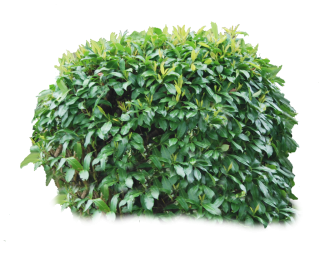 Bush Tree Png PNG images