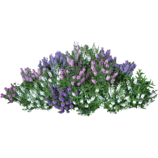 Bushes PNG Image PNG images