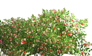 Flowers Garden Bush PNG images