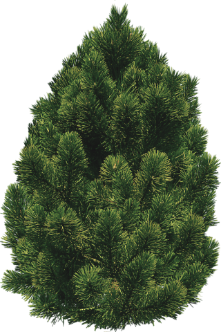 Pine Bush Trees PNG images