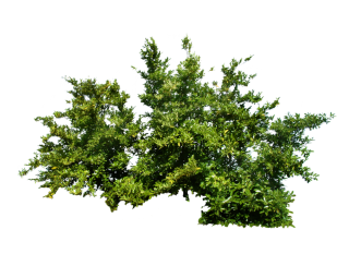 Png Bush PNG images