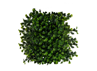 Png Plant PNG images