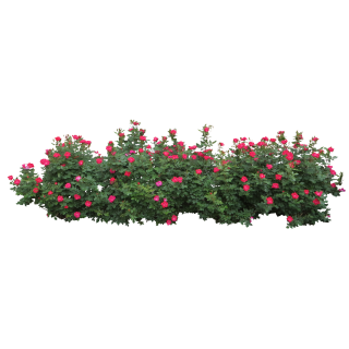 Rose Bush PNG images