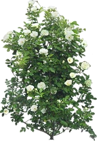 Rose Bush Icon Png PNG images