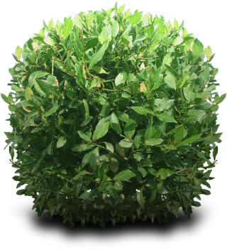 Shrub Png PNG images