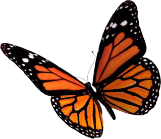 Butterflies PNG, Butterflies Transparent Background - FreeIconsPNG