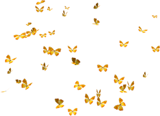 Butterflies PNG, Butterflies Transparent Background - FreeIconsPNG