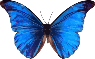 Butterfly For Windows Icons PNG images