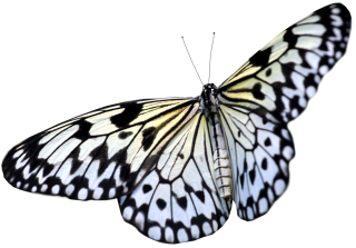 Black White Butterfly Png PNG images