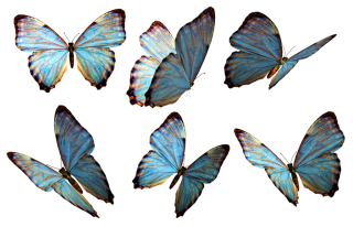 Butterflies Png PNG images