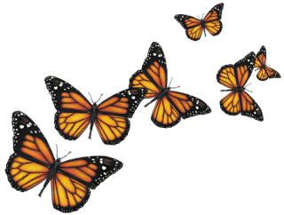 Butterflies PNG, Butterflies Transparent Background - FreeIconsPNG