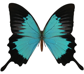 Butterfly Clip Art PNG images